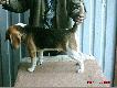 moje pieski..:)
tutaj zamieszczam fotki moich dwoch suczek rasy beagle...:) Jedna niestety juz nas opuscila, na jej miejsce pokochali�my suczke jamnika szorstkow�osego, kt�ra nas zwojowa�a- dos�ownie i w przeno�ni, TO chyba najsympatyczniejsza raza jak� znam:)