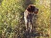 m�ody fousek
MAUZER Rawicka Sfora - czeski fousek z kt�rym wi��� wielkie nadzieje zar�wno u�ytkowe jak i hodowlane.