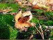 Co� dla oka:-)
