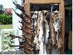 Pokaz trofe�w 