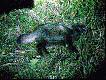 Czwarty jenot w dniu nast�pnym