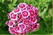 Ro�liny i grzyby
