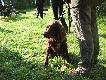 Pr�by Pracy Niedamowo 03.08.2008 (cz.1)
Pr�by polowe wy���w i ps�w my�liwskich ma�ych ras, Niedamowo, 03.08.2008
Zamieszczam pierwszych 15 zdj��, mam problem z nowym edytorem galerii...