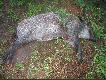 Wczorajszy porannek (06.08.08) o 04:40 pozyska�em przelatka o wadze 32kg.