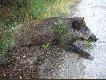Wczorajszy porannek (06.08.08) o 04:40 pozyska�em przelatka o wadze 32kg.