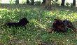 Aria&Ares
Witam, b�d� co jaki� czas wrzuca� jakie� fotki GP Aria Le�ny Amok :) oraz mojej pociechy kt�re si� ucz� i bawi� razem. DB :)

Pierwsze szukanie i ju� sukces, tylko dwa zdj�cia z poszukiwa�. DB

Kolejny spacerek i kolejne zdj�cia ( made by Ola )