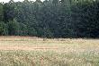 W oddali �eruj�ca �ania jelenia. Jelenie w tym obwodzie wychodzi�y ju� bardzo wcze�nie.