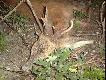Rogacz strzelony na Wab. Kaliber 8x57JRS, kula TOG 14,3gr. strza� komorowy, rogacz zosta� w ogniu. Mia�y byc dziki a jest rogacz. 