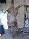 zwierz by� bardzo twardy obezw�adni�y go dwie kule 30-06 na komore i jeszcze uszed� 40m 
