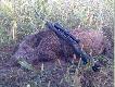 Poranne polowanie, przelatek m�ski, godz 05.45