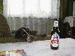Pies w trakcie i po pracy...
Po d�ugiej nieobecno�ci wracamy z Iw� na �owicki... Czy dobrze robimy? Czas poka�e...