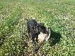 Cherry aportuje pierwsz�