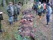 Pokot w trakcie uk�adania.
Konc�wka pol.zb.(same warchlaki) 