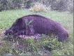 Przelatek strzelony w sierpniu. Masa tuszy na skupie 31 kg. Zdj�cie zrobione kom�rk�.