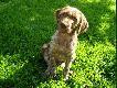 GOJAN
M�ody my�liwy to i pies musi byc m�ody:)