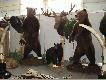 Looblin
W Lublinie odby�y sie 1 targi �owieckie  ,oto kilka fotek