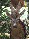 IX Wystawa �owiecka Wroc�aw-2008
