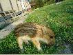 Dziczek
Dziczek zosta� znaleziony w Olsztynie,prawdopodobnie zgubi� si�, mia� oko�o tygodnia,wraz z tat� szukali�my dla niej dobrego miejsca lecz nie znale�li�my, wi�c zosta�a u nas po ponad 3  miesi�cach znale�li�my jej nowy dom w le�nicz�wce w Stru�ynie gdzie czuje si� bardzo dobrze, ma towarzystwo i doskona�� opiek�, ro�nie jak na dro�d�ach co b�dzie wida� na kolejnych dodawanych co jaki� czas zdi�ciach :)