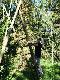 Zwy�ka "Bartkowa"  budowana wsp�lnie z ... Bartkiem
http://www.lowiecki.pl/forum/read.php?f=11&i=258873&t=258873