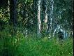 ....by� mia� namiastk� tego, co prze�ywa�e� w zesz�ym roku…
http://www.lowiecki.pl/forum/read.php?f=11&i=258873&t=258873