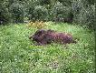 M�j pierwszy wycinek pozyskany w urodziny mojej �ony.