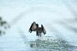 Ten  kormoran  zosta postrzelony na stawach hodowlanych. Std ten dziwny start...