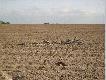 Ba�wanki kt�re u�ywam do polowania , 4 pe�ne ( SportPlast) i 12skorup