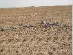 Ba�wanki kt�re u�ywam do polowania , 4 pe�ne ( SportPlast) i 12skorup