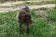 Dla niedowiar�w - piesek, kt�ry by� ze mn� na kuropatwach. M�wi�am, �e nie lubi pozowa� do zdj�� :) 