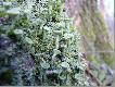 Ro�linno��
