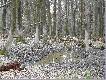 Miejsce k�pieli Jeleni i Dzik�w