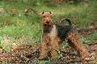 welshterrier