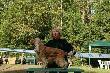 cocer spaniel angielski