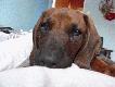 M�j przyjaciel
Witam Wszystkich.
W galerii tej b�d� zamieszcza� zdj�cia mojego towarzysza przysz�ych �ow�w, Posokowca Bawarskiego, wabi si� Bruno. Jeszcze jest bardzo ma�y i nieco niesforny ale szybko si� uczy i jestem pewny �e wyro�nie z niego wspania�y kompan.

Darz B�r!
