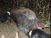 Odyniec strzelony  noc� w kukurydzy, po wypatroszeniu 140kg.