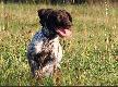 Hugo i Elba
Zdj�cia zrobione mi�dzy innymi w trakcie wsp�lnych spacer�w Hugo ze Stipek i Elby Dobry Teren.