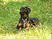 CAR Czarny Tulipan - Go�czy Polski