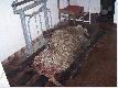 Waga wycinka to 67 kg. Darz B�r 