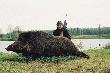 Odyniec Bia�oru� 2000 r
