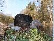 Polowanie na g�uszce i cietrzewie Bia�oru� 2008