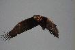 BIELIK (Haliaeetus albicilla)
