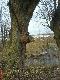Ciekawostka przyrodnicza wy�owiona wnikliwym okiem Wie�czys�awa N.