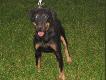Bonzo i Gora
Kilka aktualnych fotek moich piesk�w:)