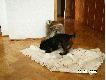Aisza i Morus - straty musz� by�!!!
