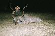 Pierwsze kudu.
