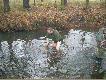 po strzale chcia� ponurkowa�