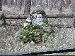 W tym miejscu poluj�cego my�liwego pokona� jele� byk. By�o to do�� dawno my�l� �e oko�o 1900r. a pomnik stoi do dzi�. Hrabia niestety nie prze�y� tego spotkania
