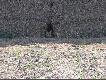  Pilnuj�ca li�ica
W po�owie kwietnia zrobilem fotke lisowi kt�ry pilnowal m�odych lis�w  szt 5           w stogu s�omy o godz 11 z odl 150 m