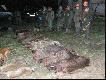 Pokot 12 dzik�w ,w tym 7 Wojtka,2 ko�laki i 1 lis.