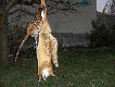 Dzisiejsze polowanie u koleg�w z zaprzyja�nionego ko�a, ba�ant�w mnogo, pi�kne stadka kuropatw....gdy niekt�rzy koledzy mieli po 5-6 kogut�w i szykowali si� na kr�la, pogodzi�em ich ow� lisiur�, DB. 